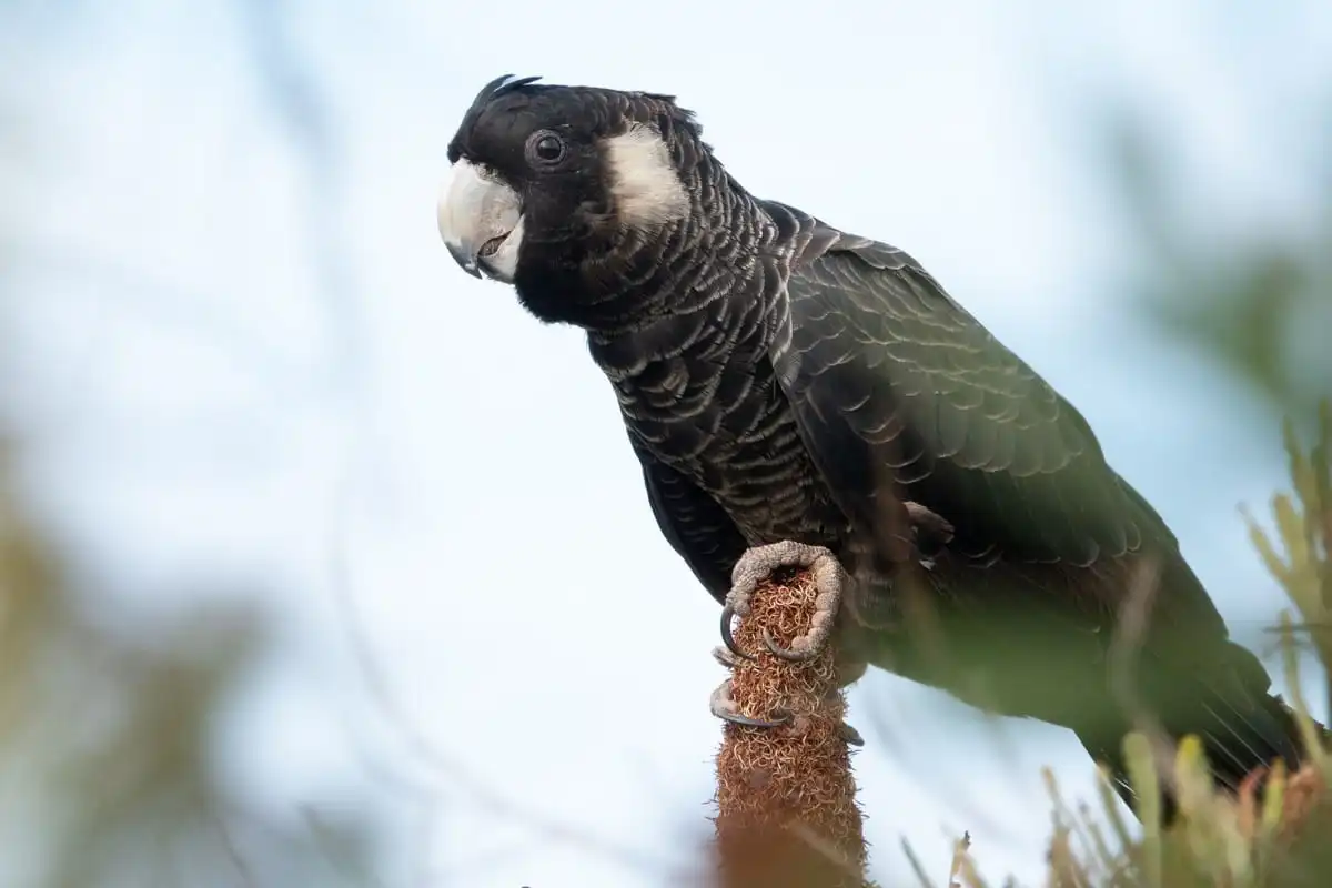 Close up of a Carnaby's black cockatoo 